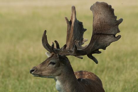 JAR chov jeleňov chov danielov farme v Poľsku