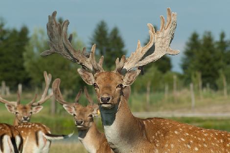 JAR chov jeleňov chov danielov farme v Poľsku