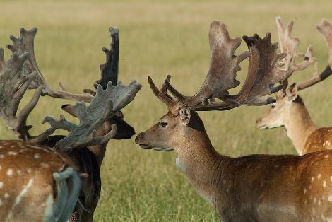JAR chov jeleňov chov danielov farme v Poľsku