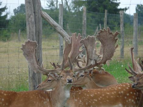 JAR chov jeleňov chov danielov farme v Poľsku