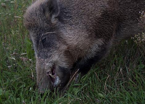 JAR chov jeleňov chov danielov farme v Poľsku