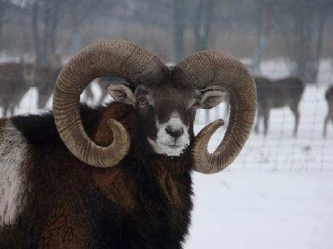 JAR chov jeleňov chov danielov farme v Poľsku