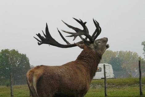 JAR chov jeleňov chov danielov farme v Poľsku