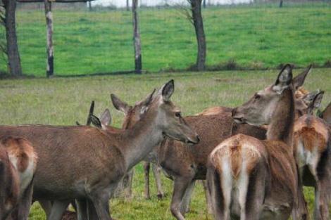 JAR chov jeleňov chov danielov farme v Poľsku