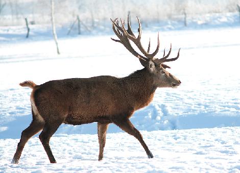 JAR chov jeleňov chov danielov farme v Poľsku