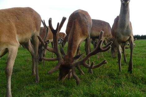 JAR chov jeleňov chov danielov farme v Poľsku