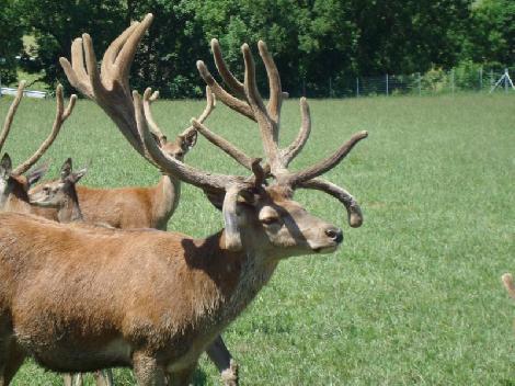 JAR chov jeleňov chov danielov farme v Poľsku